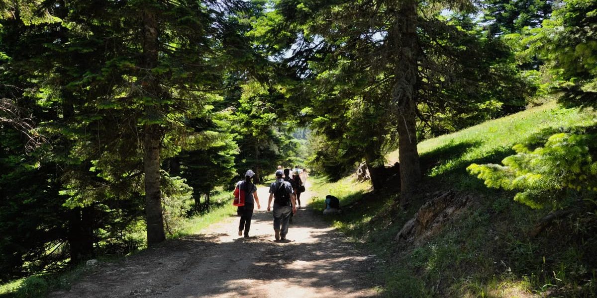 Group hiking through lush forest on a sunny day, natural scenery.