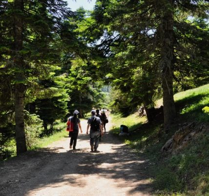 Group hiking through lush forest on a sunny day, natural scenery.