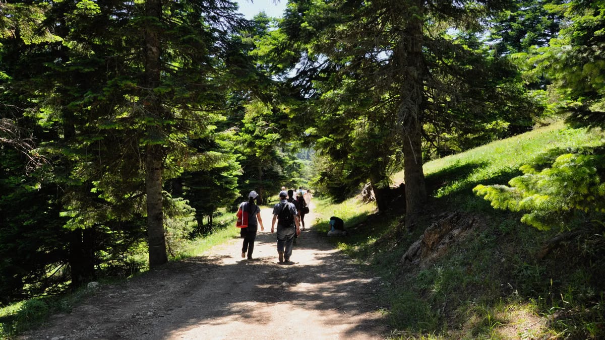 Group hiking through lush forest on a sunny day, natural scenery.